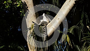 Ringtail lemur sunbathing in a tree