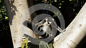 Ringtail lemur in a tree in a natural park