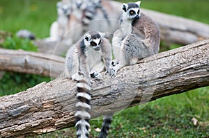 Ringtail Lemurs on a Log