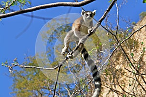 Ringtail maki/lemur