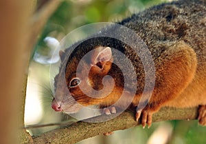 Ringtail possum