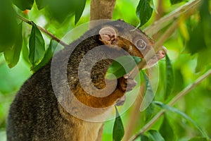 Ringtail Possum