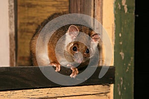 Ringtail Possum