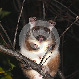 Ringtail Possum