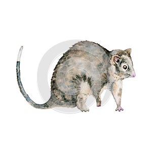 Ringtail possum. Australian native marsupial nocturnal animal. Watercolor illustration isolated on white background. Hand drawn