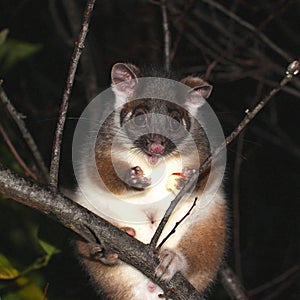 Ringtail Possum photo