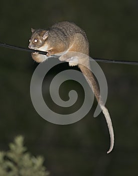 Ringtail Possum on power line