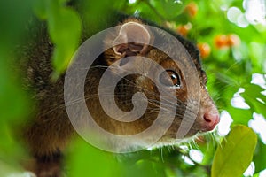 Ringtail Possum Shallow Focus