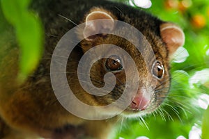 Ringtail Possum Shallow Focus