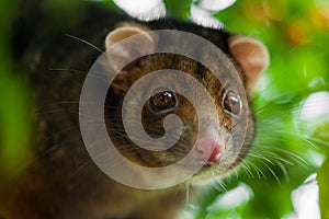 Ringtail Possum Shallow Focus