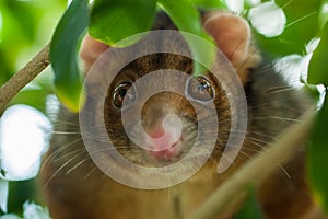 Ringtail Possum Shallow Focus