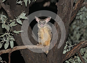 Ringtail possum in a tree at night