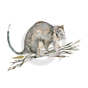 Ringtail possum walking on dry tree branches. Australian native marsupial nocturnal animal. Watercolor illustration isolated on