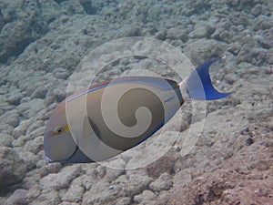 Ringtail Surgeonfish (pualu)