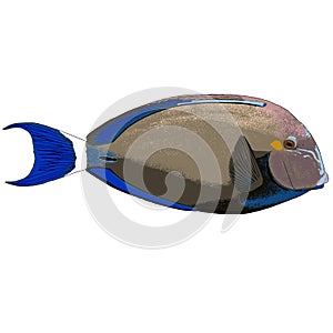 Ringtail Surgeonfish Vector Illustration