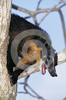 Ringtailed Coati or Coatimundi, nasua nasua, Adult perched in Tree, Calling, Pantanal in Brazil