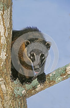 Ringtailed Coati or Coatimundi, nasua nasua, Adult perched in Tree, Pantanal in Brazil