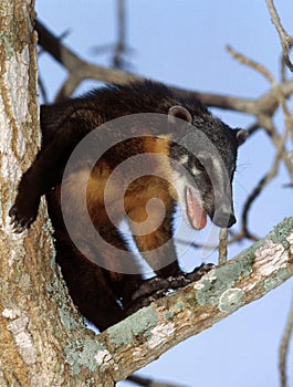 Ringtailed Coati or Coatimundi, nasua nasua, Adult perched in Tree, Pantanal in Brazil