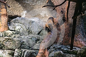 Ringtailed coati at Osaka Aquarium Kaiyukan, Japan