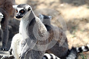 Ringtailed lemur