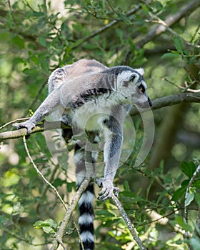 Ringtailed Lemur.