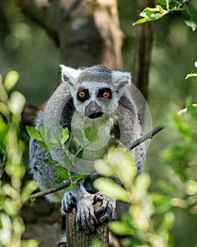 Ringtailed Lemur.