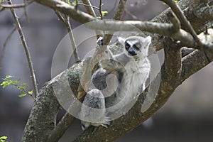 Ringtailed Lemur