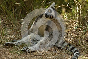 Ringtailed Lemur
