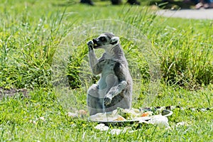 Ringtailed lemur at feeding time in a wildlife park