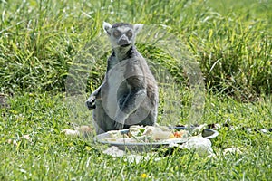 Ringtailed lemur at feeding time in a wildlife park
