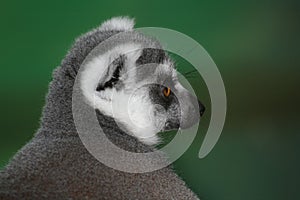 Ringtailed Lemur Portrait