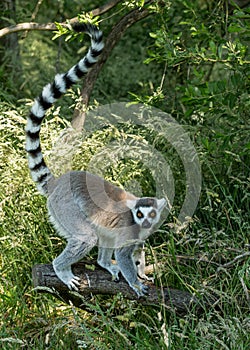 Ringtailed Lemur.