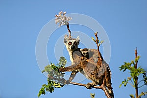 Ringtailed lemur with small baby