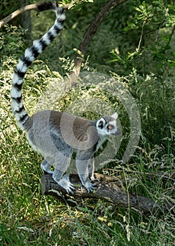 Ringtailed Lemur.