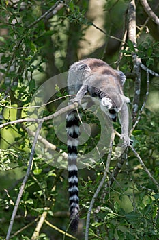 Ringtailed Lemur.