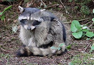 Ringtailed Raccoon Stares at Viewer