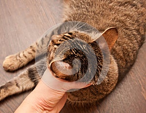 Ringworm in cat