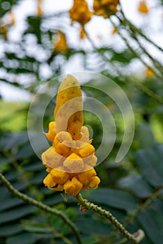 Ringworm Senna is like a candlelight in the fall.