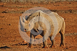 Rino in the Tsavo East and Tsavo West National Park