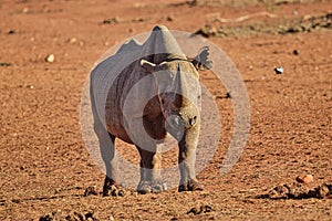Rino in the Tsavo East and Tsavo West National Park