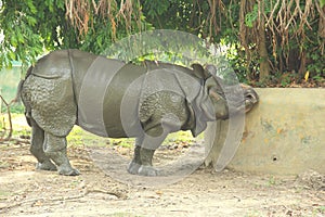Rino In A Zoo.