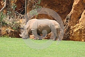 rinoceronte animal zoo safari danger