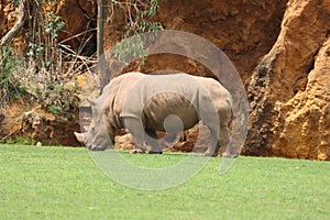 rinoceronte animal zoo safari danger photo