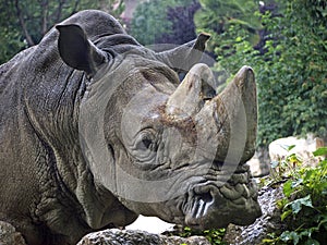 Rinoceronte rhino photo