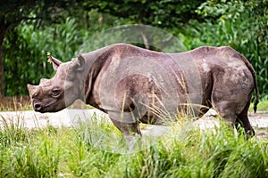 Rinoceronte walking in wildlife reserve photo