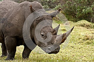 Rinoceros male profile