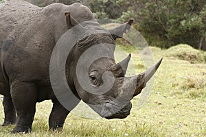 Rinoceros male profile