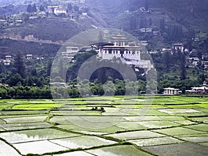 Rinpung Dzong and rice fields, Paro, Bhutan