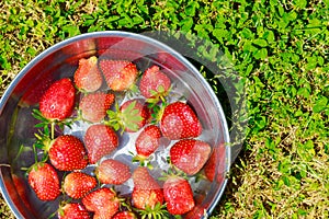 Rinse ripe juicy strawberries in bowl with water.