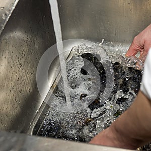 Rinsing mussels